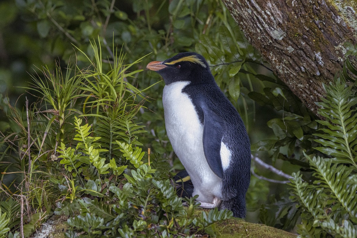 image Fiordland Penguin